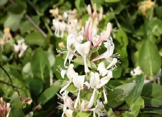 生长环境|金银花生长条件和特性