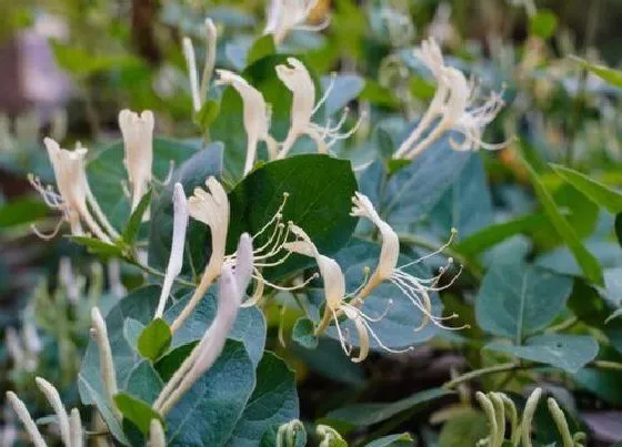 生长环境|金银花生长条件和特性