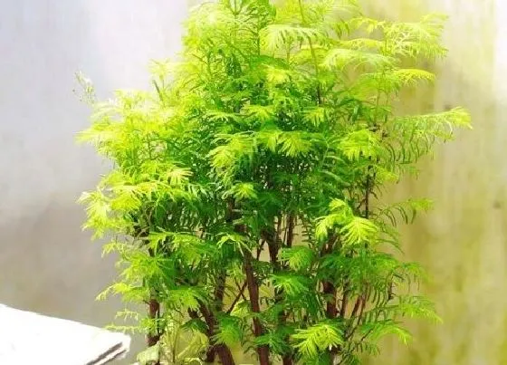 植物修剪|水杉盆景怎么修剪好看 修剪枝叶的方法与技巧