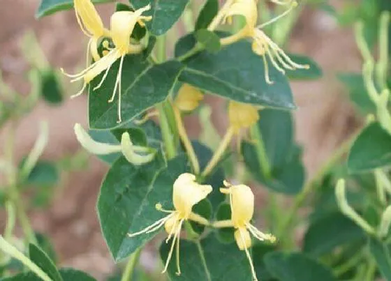 种植管理|金银花几月份种植合适