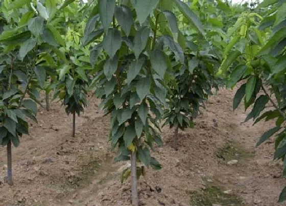 植物修剪|樱桃树修剪最佳时间