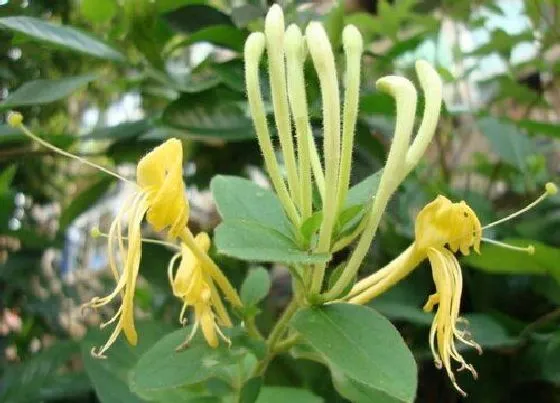 种植管理|金银花什么季节种植合适