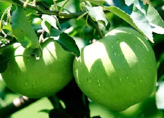 植物修剪|青苹果怎么修剪 剪枝时间与方法