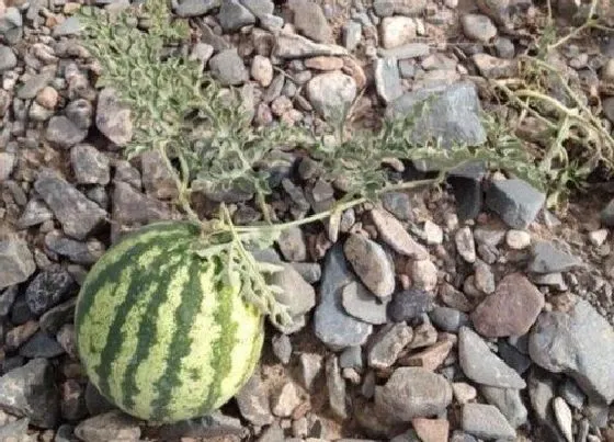 种植管理|打瓜什么时候种植最好