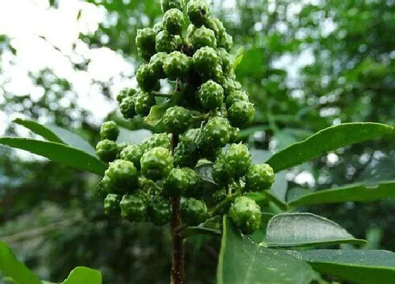 植物施肥|花椒用什么肥料好