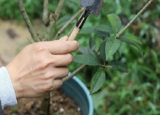 植物修剪|桂花什么时候剪枝最好