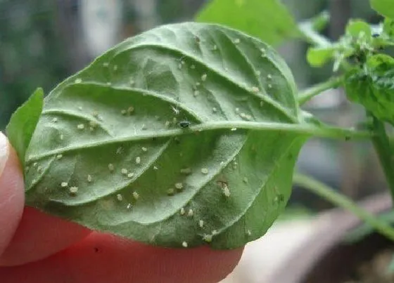 植物虫害|辣椒叶长虫子怎么办