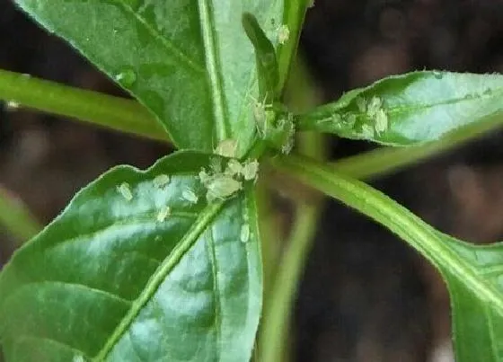 植物虫害|辣椒叶长虫子怎么办