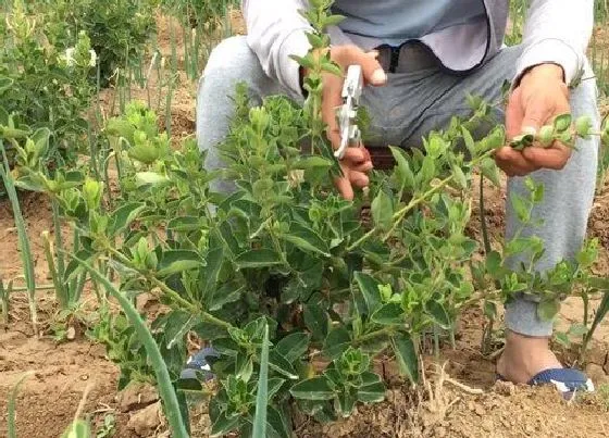 不开花|盆栽金银花为什么不开花