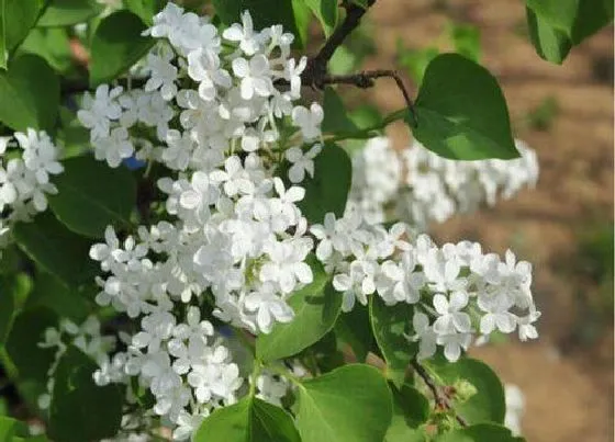 植物病害|丁香花叶病症状及防治方法