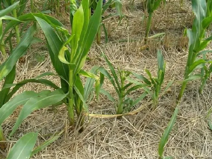 喷药|菊酯和烟嘧莠去津能一起用吗（烟嘧莠去津能与杀虫剂混用吗）