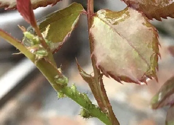 植物虫害|花上有腻虫用什么方法去除（腻虫除了药还有什么小妙招）