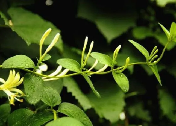 不开花|金银花为什么不开花