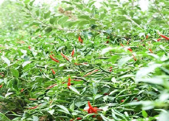 植物病害|辣椒疫病用什么药最好 用什么杀菌药防治最好