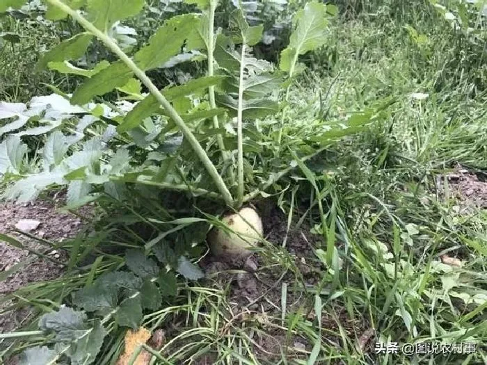 喷药|萝卜打什么封闭除草剂（青萝卜地用什么药除掉杂草）