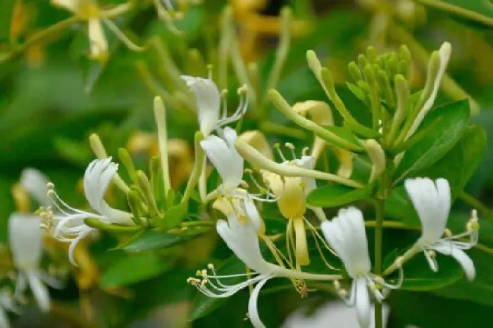 植物泡水|金银花叶子可以泡水喝吗