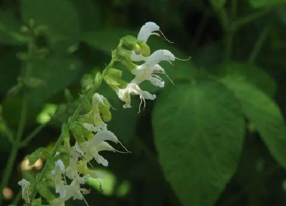 植物排行|丹参什么品种最好