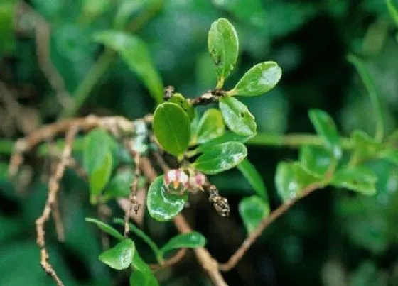 植物排行|黄杨什么品种最好