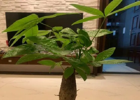 植物百科|发财树一年能长多高 一年长多少厘米