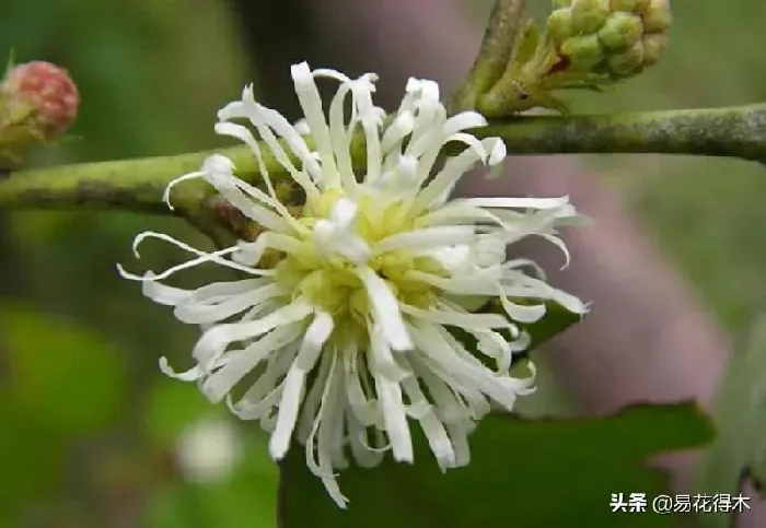 植物种类|中国十大最稀有的花（我国最罕见最名贵又漂亮的花卉）