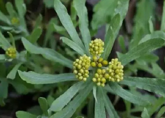 植物百科|佛耳草又叫什么名称