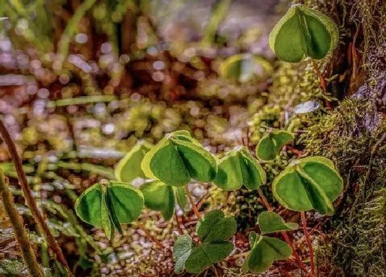 植物百科|四叶草生长在什么地方