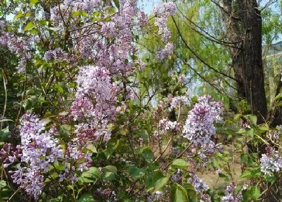 习性特点|梧桐树开花是什么样子的 在什么时候开花