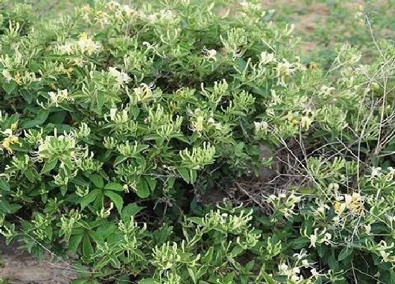 植物百科|金银花有种子吗