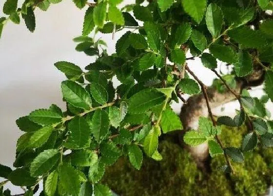 植物种类|房屋门前种什么树最好（家宅门前栽种什么树风水好又吉利）