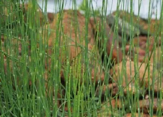 植物百科|钻骨草又叫什么名称