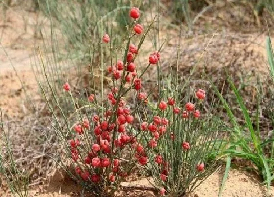 植物百科|麻黄草和节节草的区别