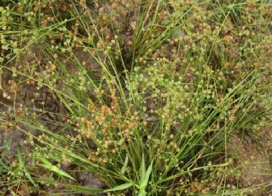 植物百科|灯心草又叫什么草