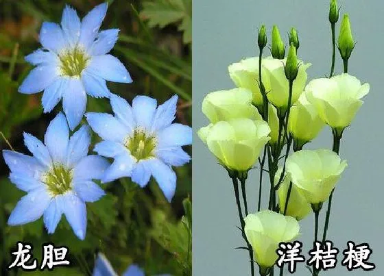 植物种类|龙胆和洋桔梗是一种花吗