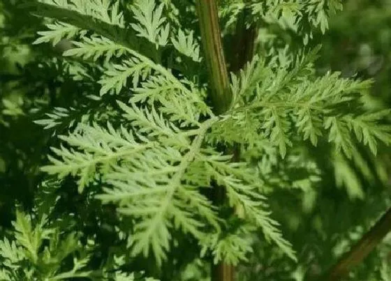 植物百科|青蒿草生长在什么地方