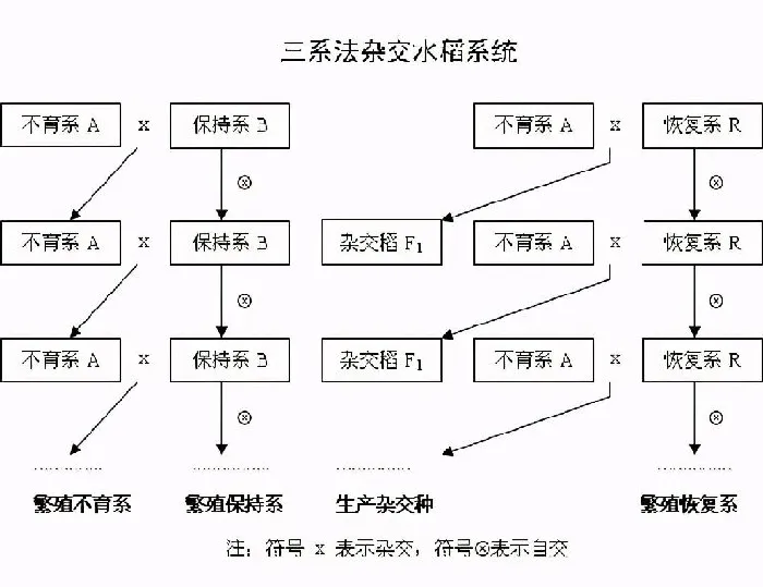 植物百科|杂交水稻是什么意思（中国杂交水稻的地位和影响简介）