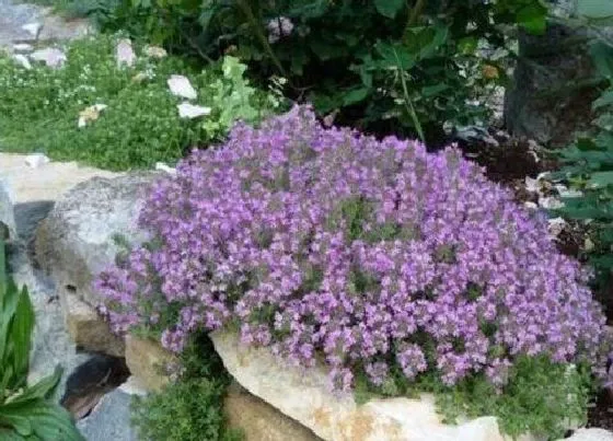 植物百科|地窖草是什么草