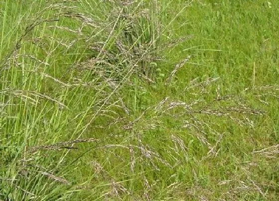 植物百科|芨芨草是什么草