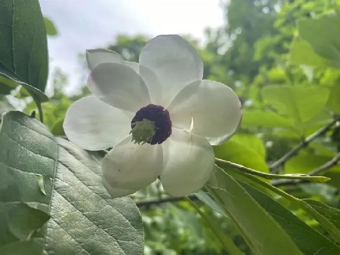 植物种类|中国十大最稀有的花（我国最罕见最名贵又漂亮的花卉）