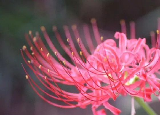 植物百科|彼岸花长在什么地方