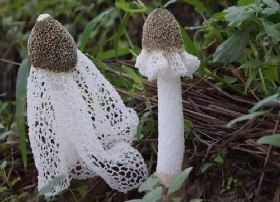 植物百科|竹荪生长在什么地方