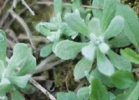 植物百科|清明草又叫什么名称