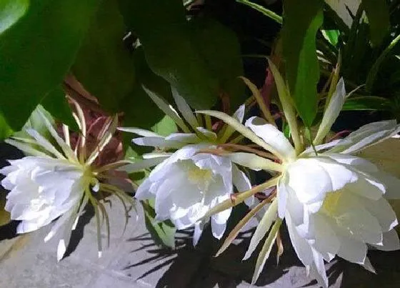 植物百科|昙花生长在什么地方