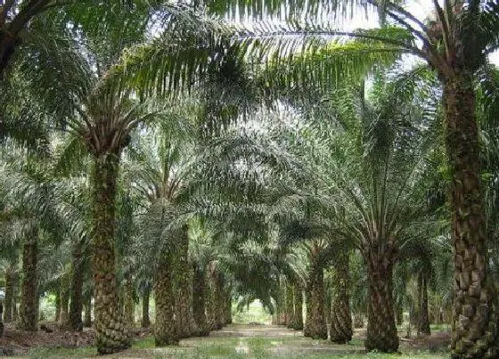 植物产地|油棕原产地在哪里