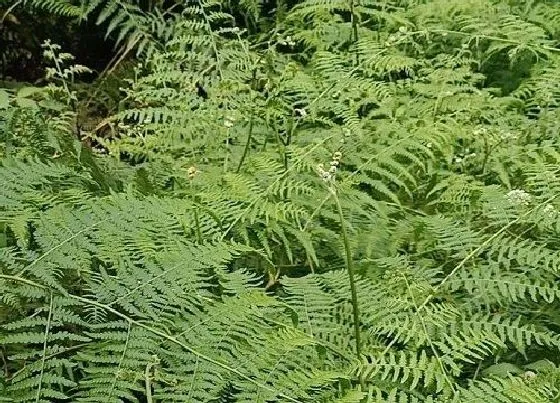 植物种类|蕨菜是单子叶植物吗