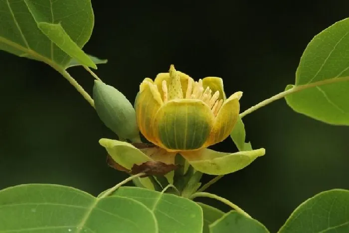 植物种类|中国十大最稀有的花（我国最罕见最名贵又漂亮的花卉）