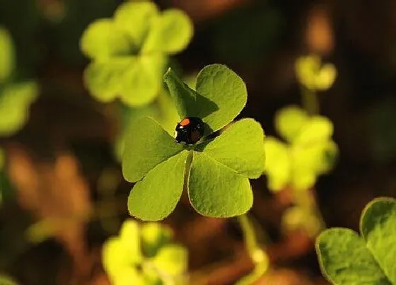 植物百科|四叶草生长在什么地方