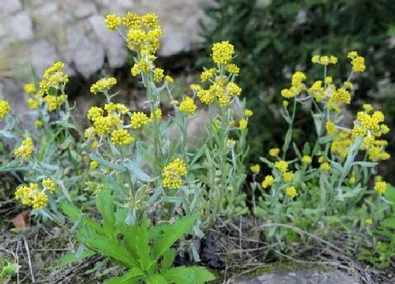 植物百科|佛耳草又叫什么名称