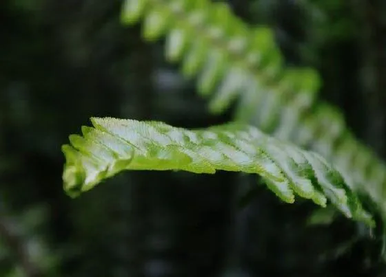 植物种类|肾蕨是草本还是木本