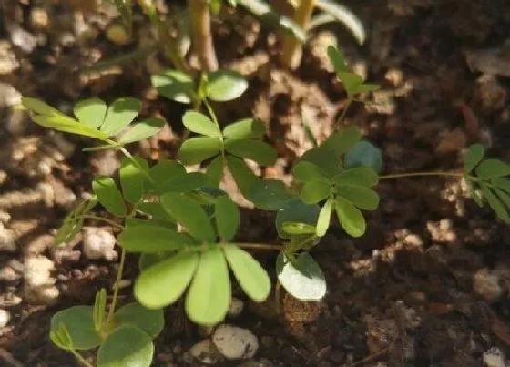 植物百科|含羞草几年生植物