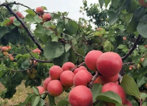 植物百科|红杏是什么植物类别